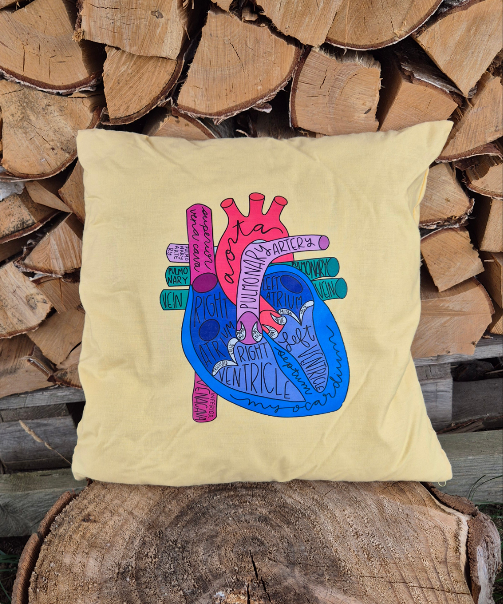 Dekokissen, Herz, Anatomie