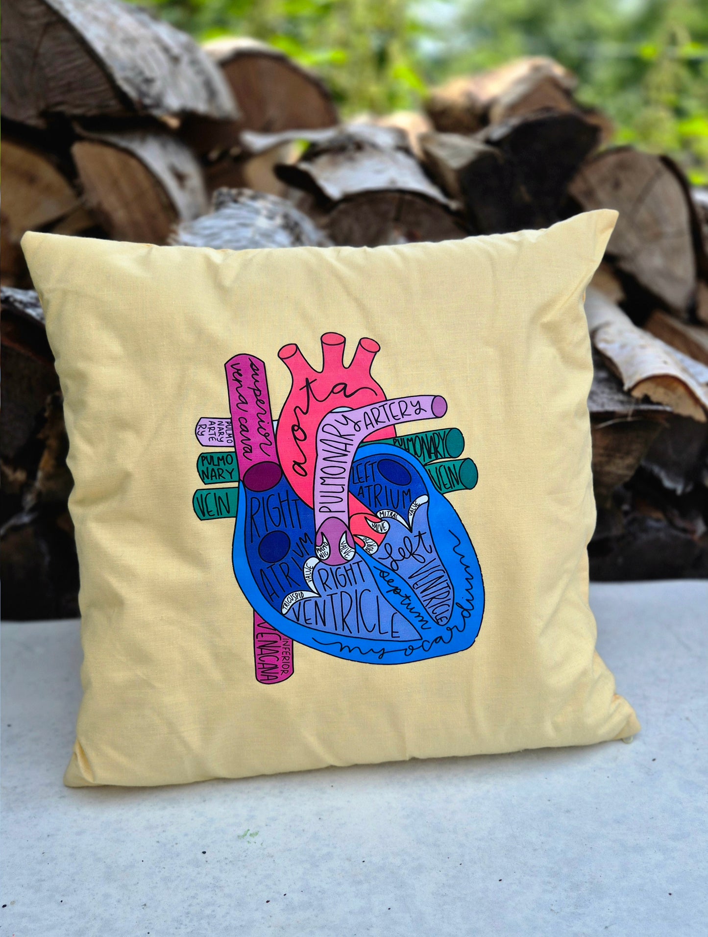 Dekokissen, Herz, Anatomie