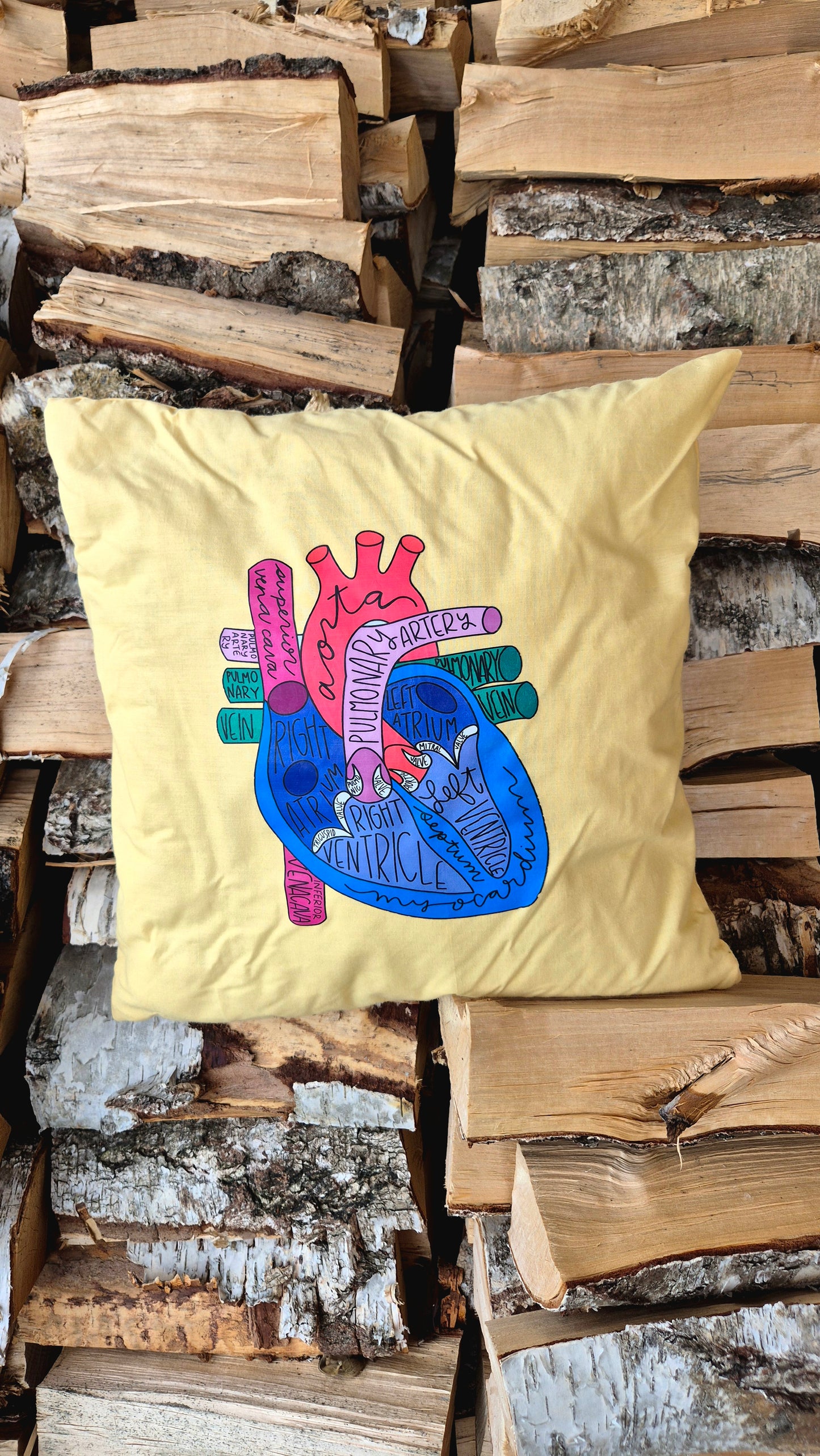 Dekokissen, Herz, Anatomie